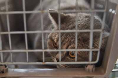 Кошки уходят из дома перед смертью: ответ ветеринара