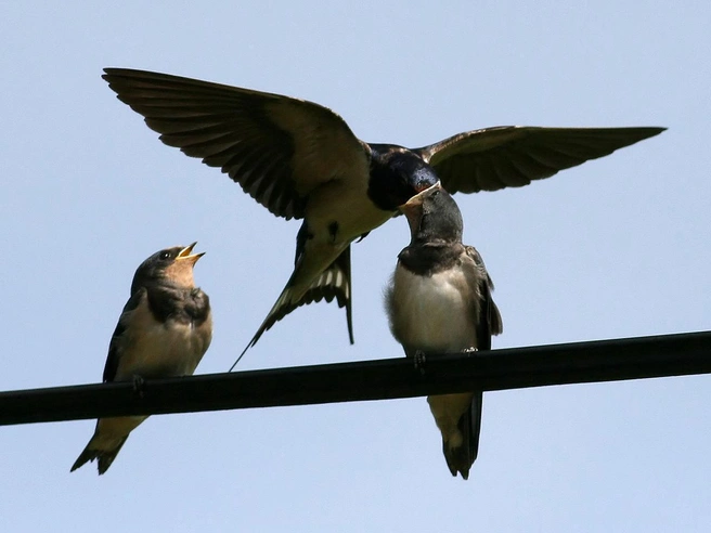 Деревенская ласточка (Hirundo rustica) | Источник: Ken Billington, CC BY-SA 3.0, via Wikimedia Commons