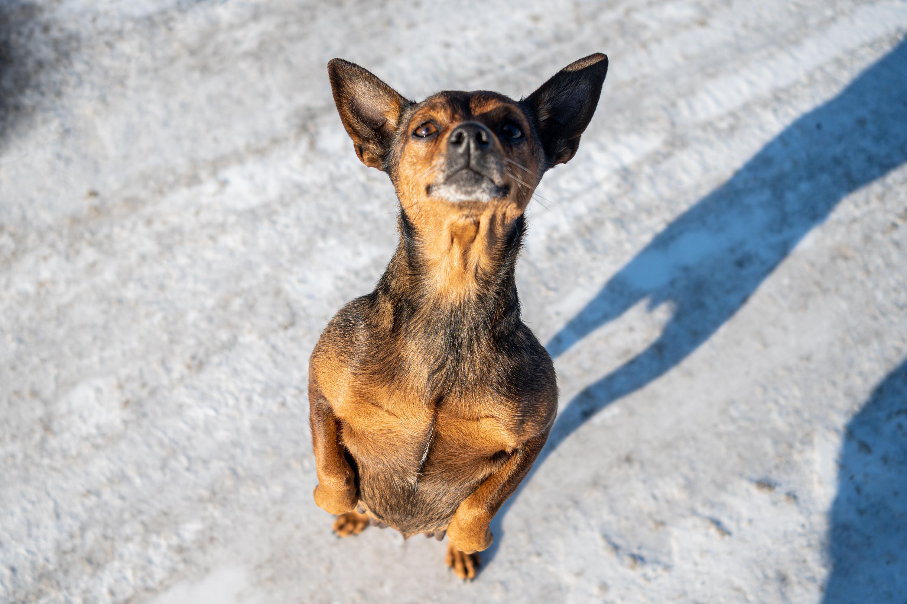 В Казани проведут рейд по хозяевам, выгуливающим собак без поводков