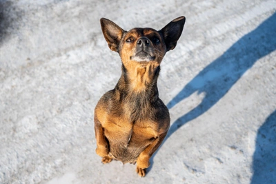 В Казани проведут рейд по хозяевам собак без поводков