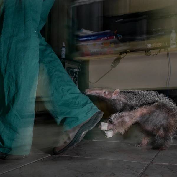 Финалист в номинации «Фотожурналистика» | Источник: Fernando Faciole / Wildlife Photographer of the Year 2025
