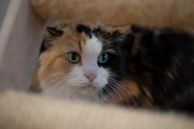 Perm Shelter Looks for Home for Cat Fizzy