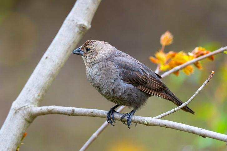 Кукушка и компания: 5 птиц, практикующих гнездовой паразитизм