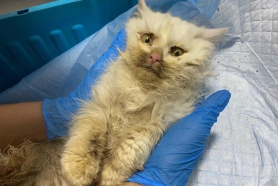 В Нижнем Новгороде спасли котенка, жившего в лесу