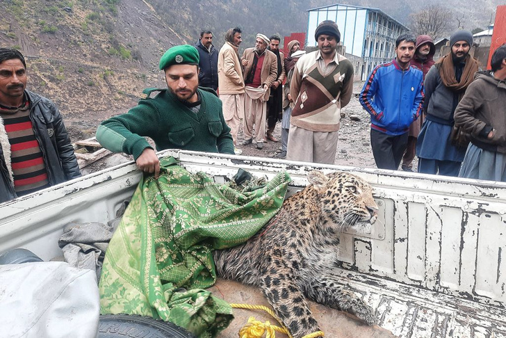 В Пакистане спасли раненого леопарда