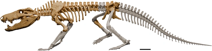 Скелетная реконструкция Kostensuchus atrox. | Источник: PLoS ONE