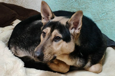 Пес Боб ищет человека после уличной жизни в Архангельске