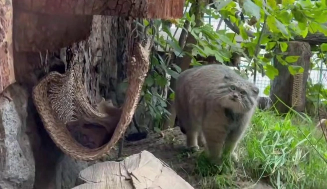 Зажировка в самом разгаре. Посмотрите, как округлились бока манула Шу в Ленинградском зоопарке | Источник: Ленинградский зоопарк
