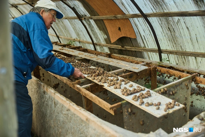 Большая часть улиток пряталась | Источник: Александр Ощепков / NGS.RU