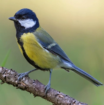 Большая синица (Parus major) | Источник: Nick Vorobey via Shutterstock/Fotodom.ru