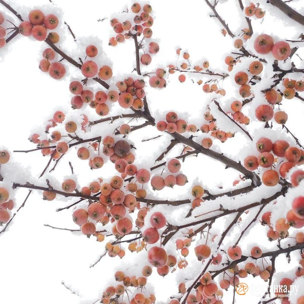 Источник: Михаил Огнев / FONTANKA.RU 