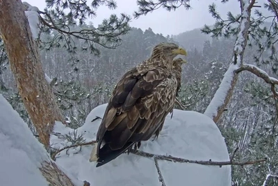 Орланы вернулись в гнездо в «Нижней Каме»