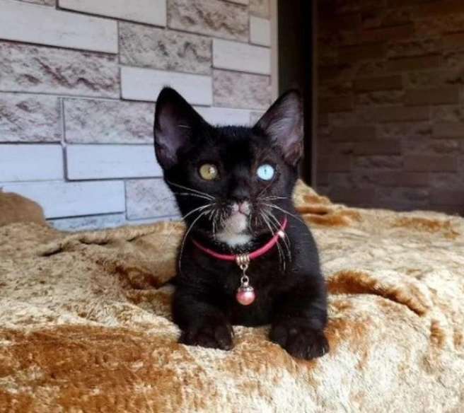 У котенка глаза разного цвета и темный окрас | Источник: Avito