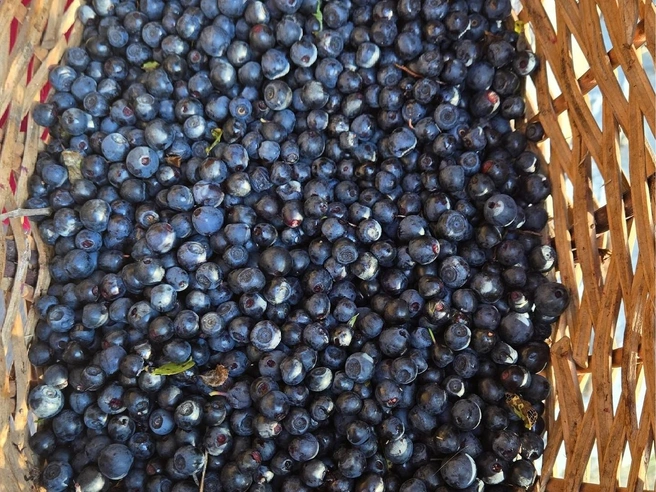 В этом году в лесах очень много ягод | Источник: Дары лесов Урала. Грибы Екатеринбурга и области / Vk.com