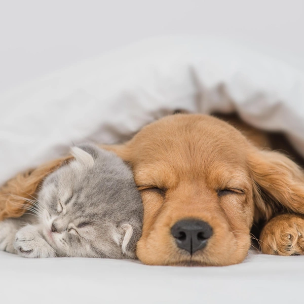 Источник: Shutterstock/Fotodom.ru