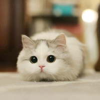 Аватарка Fluffy