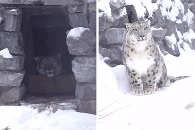 В Новосибирский зоопарк доставили самку снежного барса