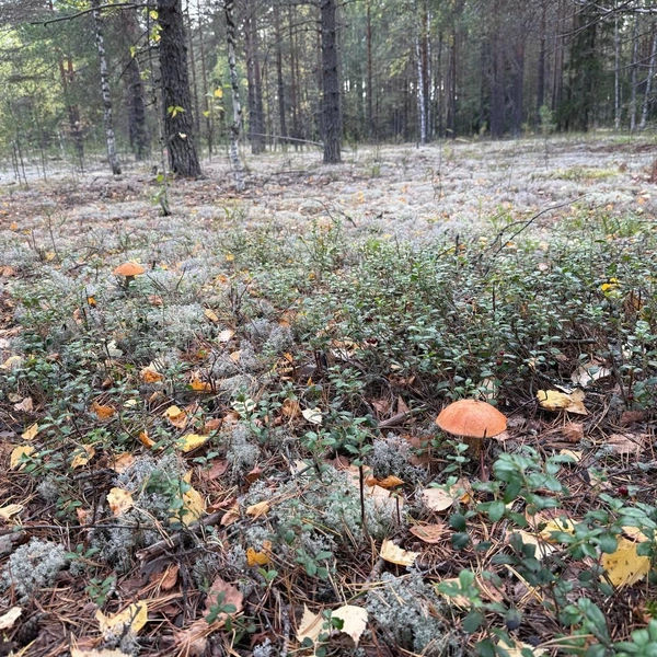 На фотографии видно смешанный лес и грибы посреди зелени и белого мха | Источник: Дмитрий Махонин / Telegram