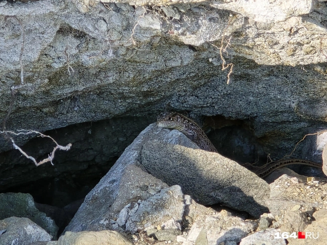 За нами наблюдала ящерица | Источник: Семен Коротов-Майбах / 164.RU
