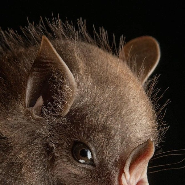 Венесуэльский листонос (Chiroderma villosum) | Источник: José Gabriel Martínez-Fonseca via PetaPixel