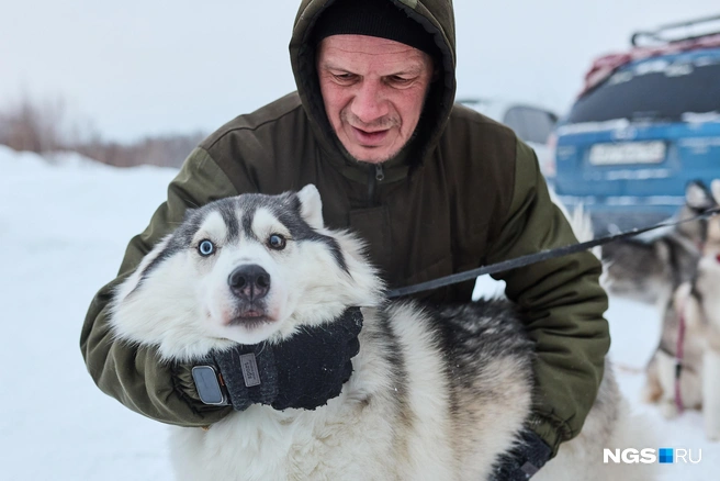 Организовывает забег Спортивная Федерация ездового спорта Новосибирской области | Источник: Александр Ощепков / NGS.RU