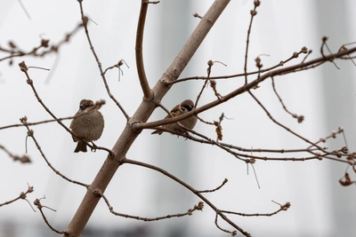 Ефимов день: приметы и запреты 24 марта