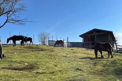 Sochi Court Orders Land Provision for SMO Veteran