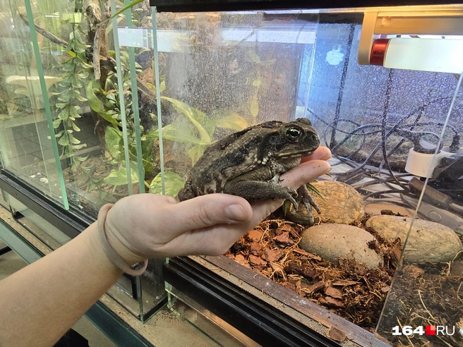 Есть тут и земноводные жабы | Источник: Семен Коротов-Майбах / 164.RU