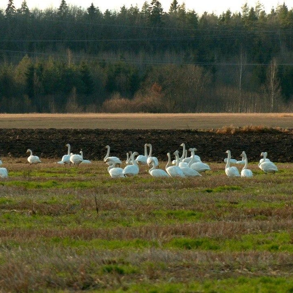 Источник: Павел Глазков / «Каждой твари по паре» 