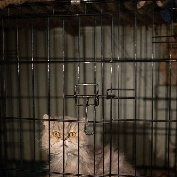 Источник: Елена Гасанова