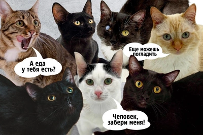 Seven stories of animals saved in Tyumen's Cat Headquarters