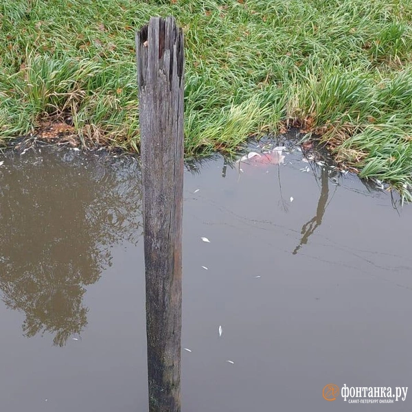 Источник: читатель «Фонтанки» Андрей