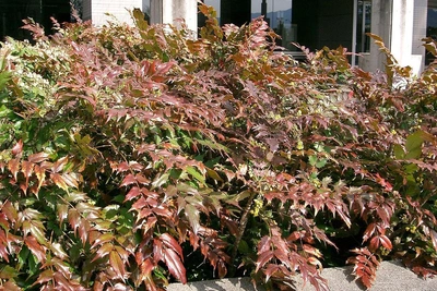 Create a Secluded Corner in Your Natural Garden