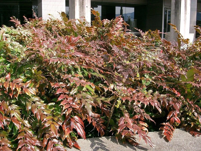 Магония японская (Mahonia japonica) — вечнозеленый кустарник с ажурной листвой, подходящий для создания зеленых ширм в природном саду. | Источник: KENPEI, CC BY-SA 3.0, via Wikimedia Commons
