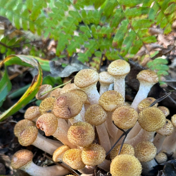 Источник: Дары лесов Урала. Грибы Екатеринбурга и области / Vk.com