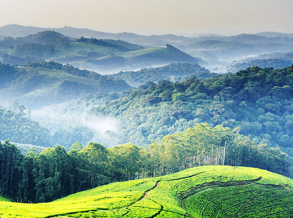 Руанда: завтрак с гориллами, танцы и другие лекарства | marieclaire.ru