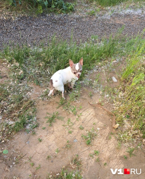 Разве можно им в чем-то отказать? | Источник: читатели V1.RU