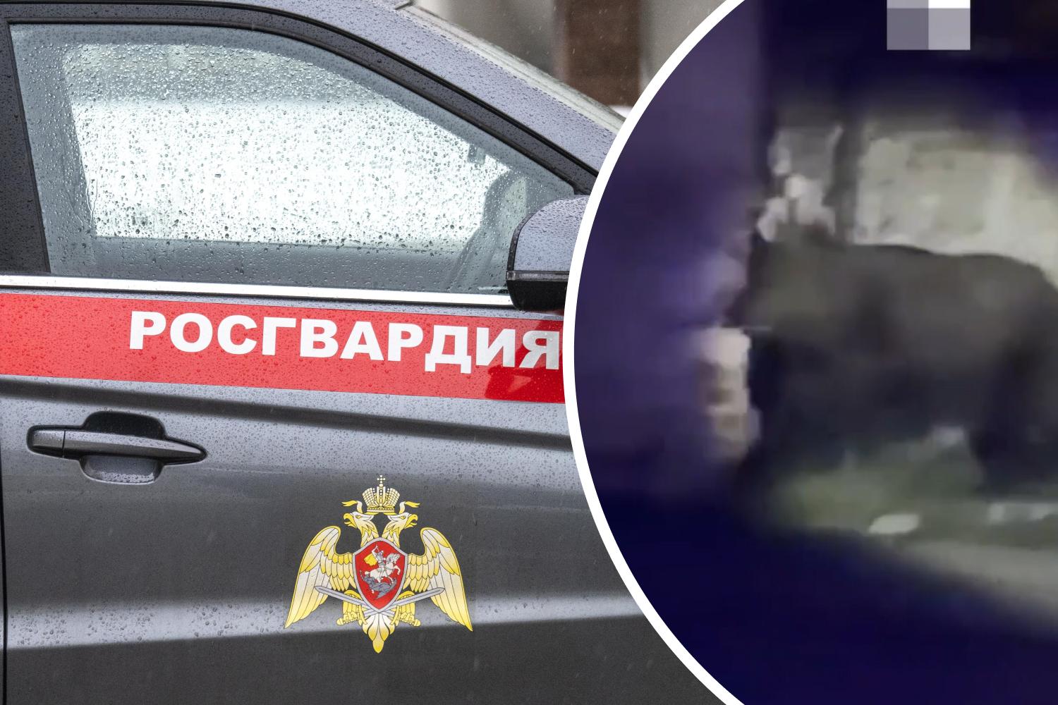 «Жесть, он здоровый»: публикуем видео, как силовики Кемерова гоняют по городу медведя