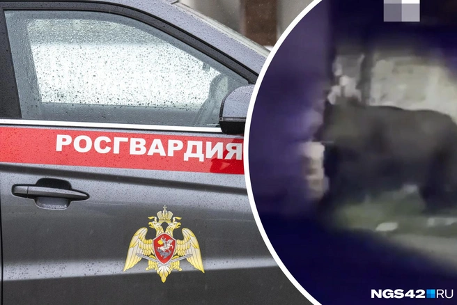 «Жесть, он здоровый»: публикуем видео, как силовики Кемерова гоняют по городу медведя | Источник: Михаил Огнев / FONTANKA.RU, Редакция NGS42.RU