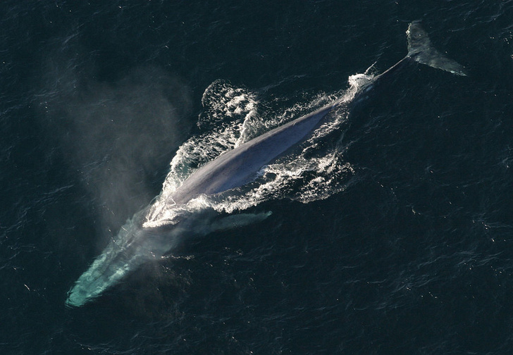 Кто кого поборет: самые большие живые существа в море, на суше и в воздухе