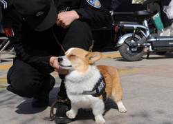 На службу в полицию Китая поступил щенок корги, который взорвал Интернет