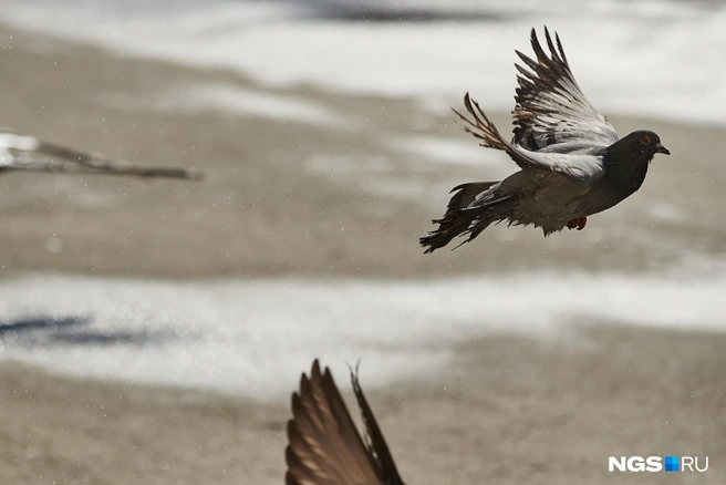 Погода решила побаловать новосибирцев | Источник: Александр Ощепков / NGS.RU