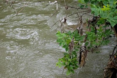 Boy swept away by Primorye river, search enters second day