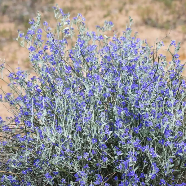 Dampiera lanceolata из семейства гудениевых | Источник: Pamela Jennings
