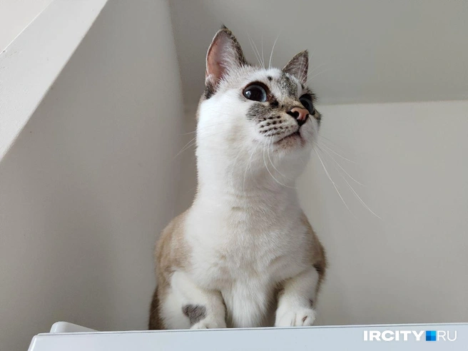 Ириска обожает демонстрировать свой характер | Источник: Алина Ринчино / «ИрСити»