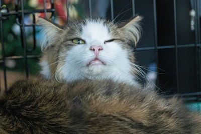 Рост побегов животных в Якутии из-за фейерверков