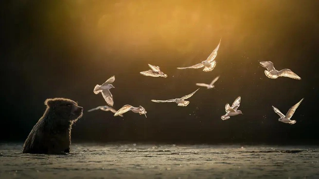 Источник: Mary Schrader / photocontest.smithsonianmag.com