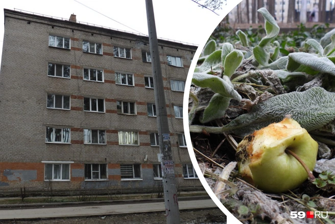 На месте падения мальчика наш журналист обнаружил недавно откусанное яблоко | Источник: Кирилл Хафизов / 59.RU
