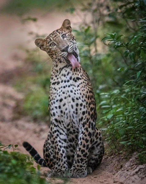 12 самых смешных фото животных за всю историю конкурса Nature Photography Contest | Источник: The Nature Photography Contest