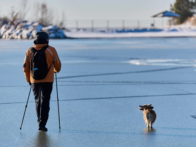 Прогулки вместе с питомцами | Источник: Александр Ощепков / NGS.RU